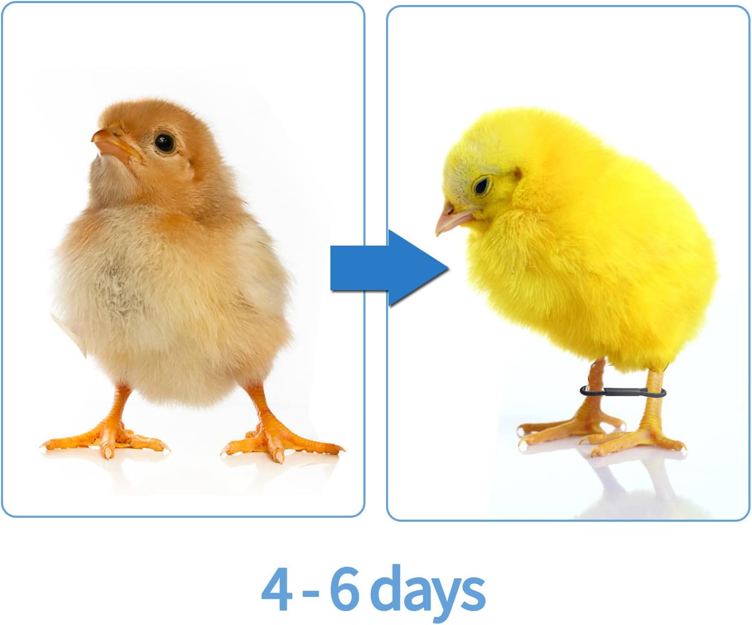 100 Pieces Baby Chicken Splay Leg Hobble Brace Adjustable Poultry Leg Bands for Newborn Spraddle Leg of Chick Bird Quails Ducks of 1 to 3 Days Newly Hatched