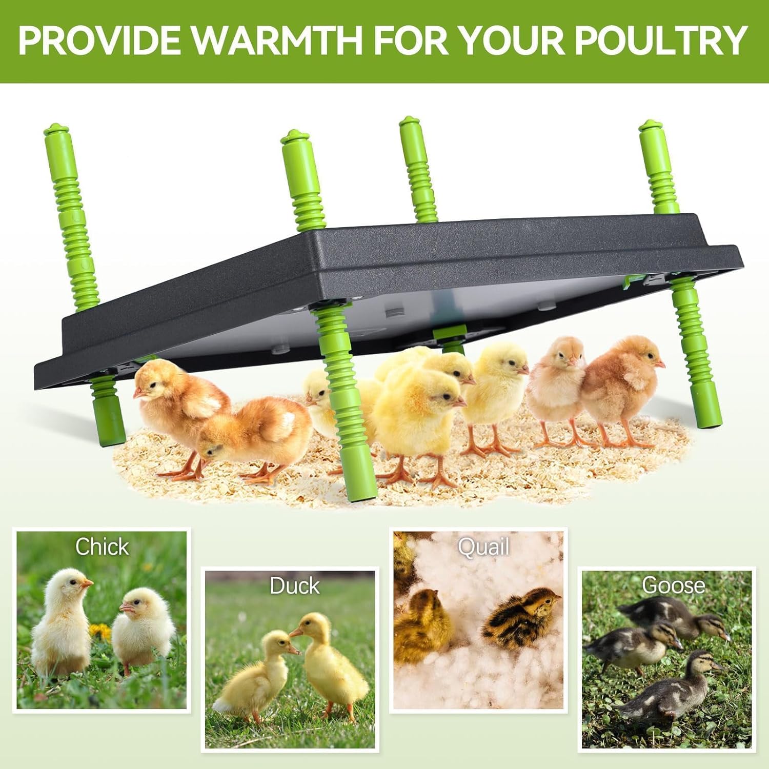 Chick Brooder Heater Plate, 12"x16" Warmer Brooder Plate for Chicks with Adjustable Height & Temperature Display, 30W Temperature Control Brooder Heating Plate for 40 Baby Chicks Duck