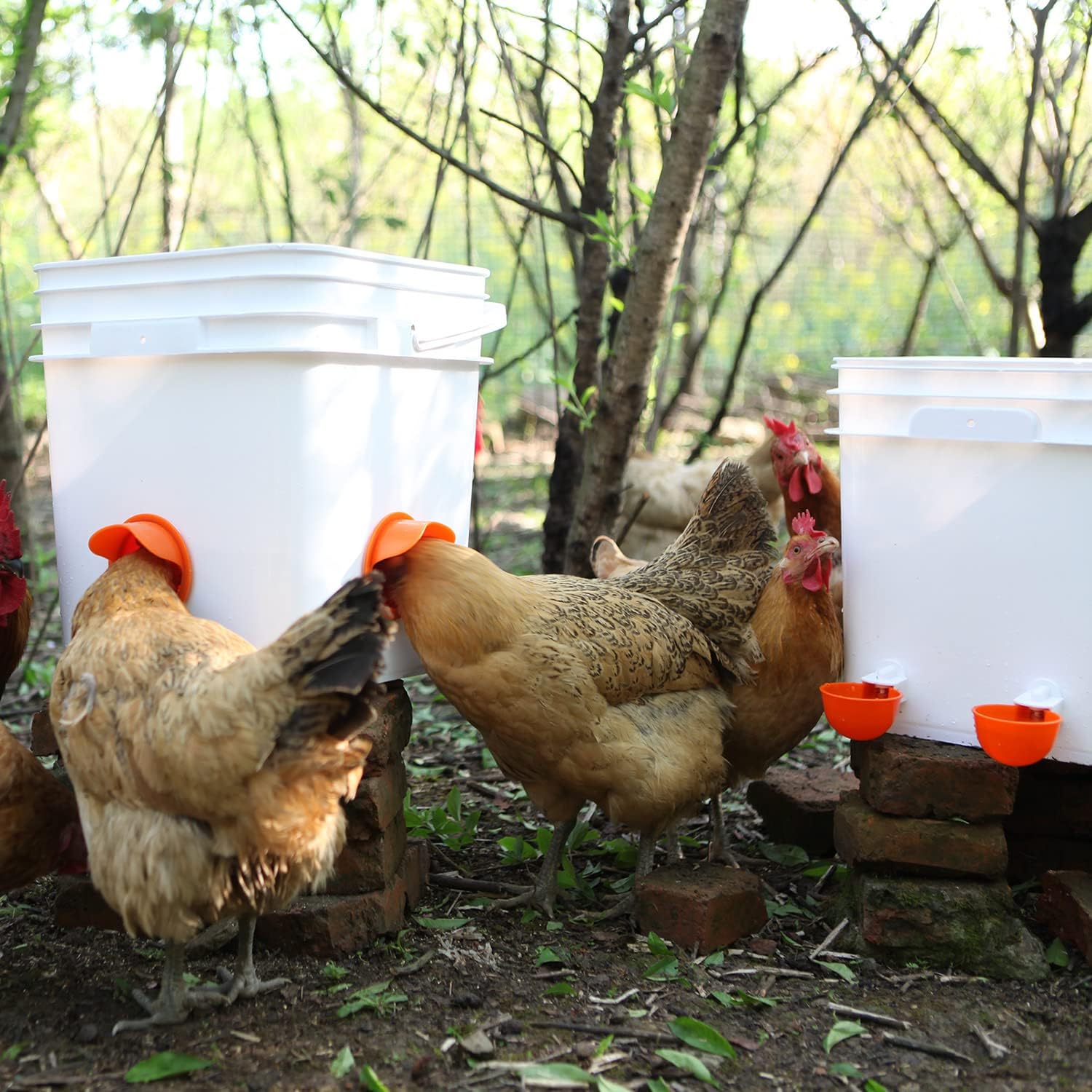 Chicken Feeder No Waste Automatic Poultry Feeder Ports Kit Chicken Feeders and Waterer Set
