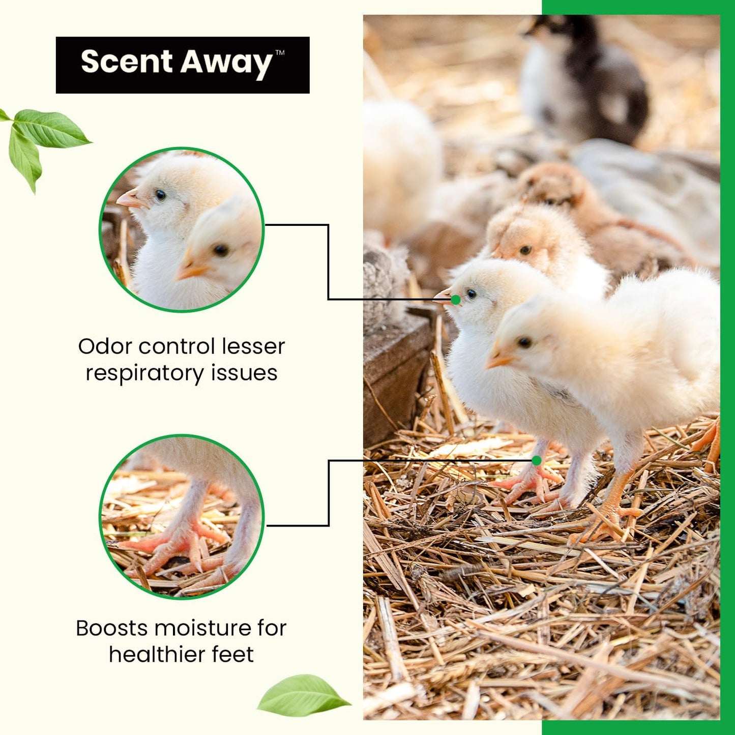 Chicken Coop Deodorizer | Coop Refresher | Fragrance-Free Bedding | Active Carbon and Zeolite Combo Eliminates Odors | 25lbs. (11.34kg)