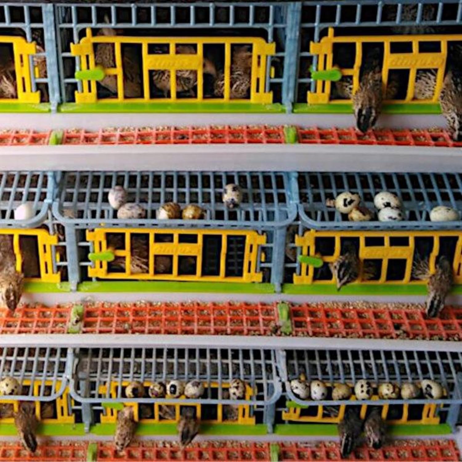 Quail Breeding Cage Indoor: 3 Layer Stackable Quail Coop, Easy Clean, Rust-Free, Easy Egg Collection (2024 Upgrades: Longer Waste Trays, Removable Middle Walls) Cimuka by Hatching Time (Traditional)