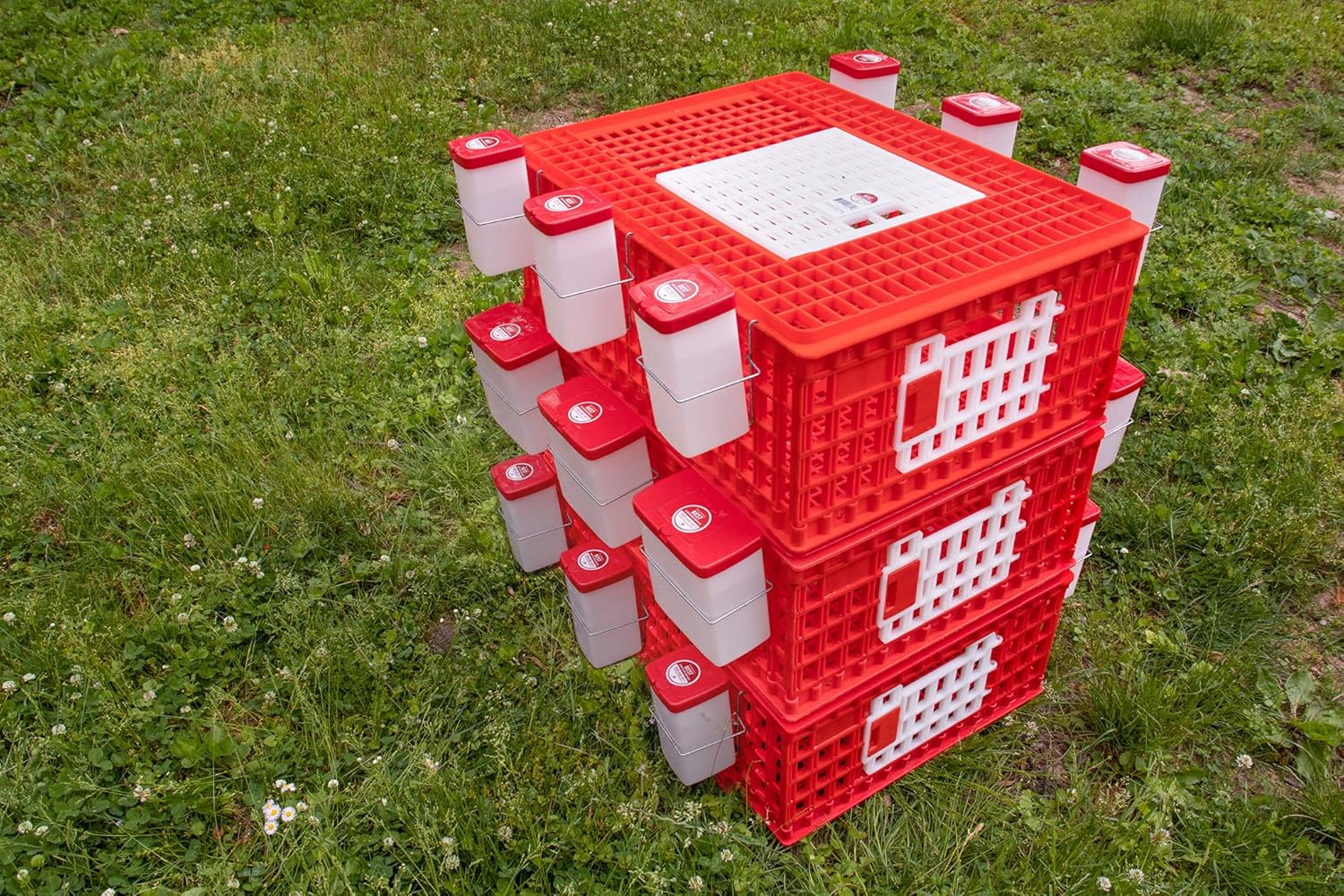 RentACoop Poultry Carrier Crate (Pack of 1) 29" L x 22" W x 12" H for Chickens